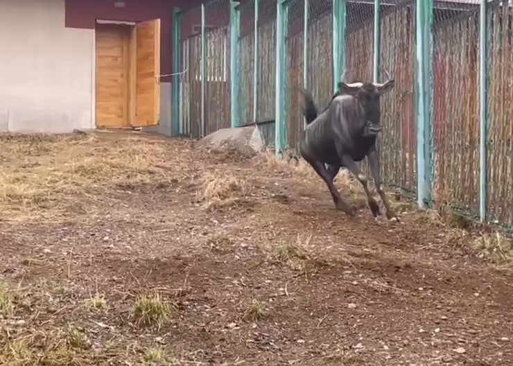 В Красноярске на свежий воздух выпустили зебр и антилоп