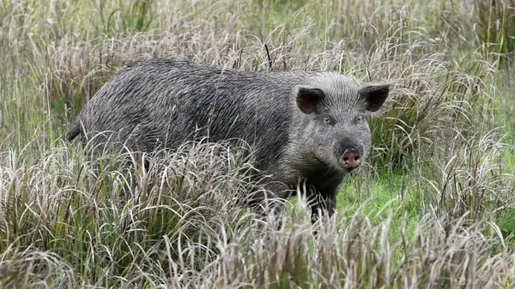 В Новосибирской области продолжается изъятие свиней у фермеров