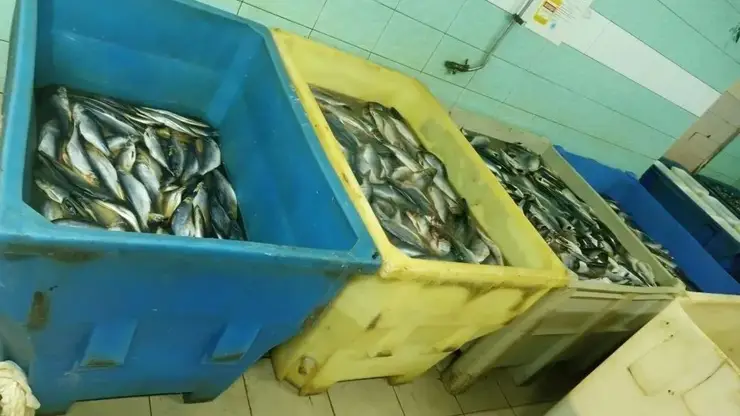 В Красноярске за множественные нарушения оштрафовали рыбное предприятие