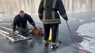 Пожарные спасли собаку на Енисее под Минусинском Пожарные спасли собаку на Енисее под Минусинском