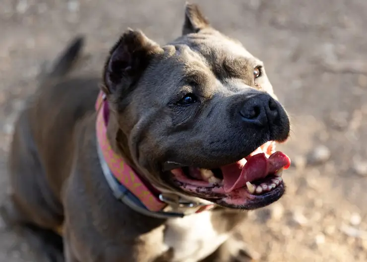 Стаффордшир напал на женщину и ее собаку в Норильске