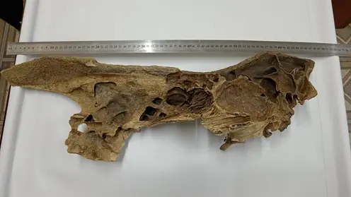 В Красноярском крае нашли фрагмент черепа шерстистого носорога