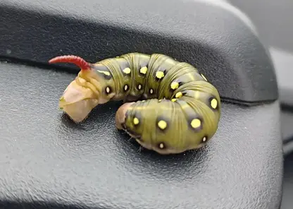 Омичи встретили в полях пухленькую гусеницу с красным рогом, кто это?