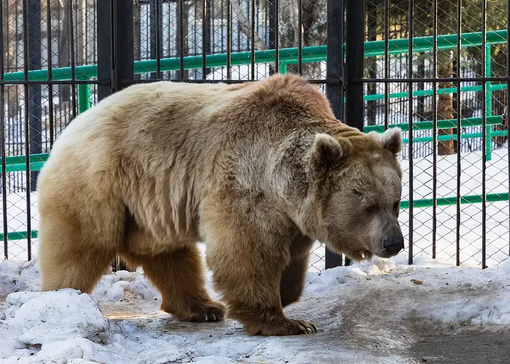 В Красноярске медведи начали просыпаться после зимней спячки