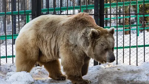 В Красноярске медведи начали просыпаться после зимней спячки