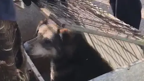 Новосибирские спасатели помогли застрявшей в яме собаке 