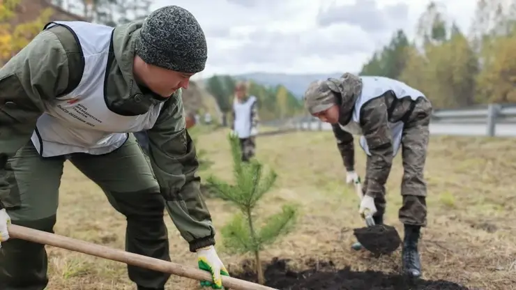 На месте свалки в Красноярском крае высадили 56 сосен