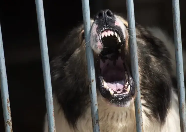 Бездомные собаки напали на детей под Иркутском. Есть пострадавшая