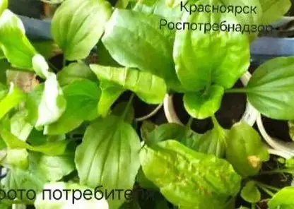 Житель края купил семена цветов, из которых вырос подорожник