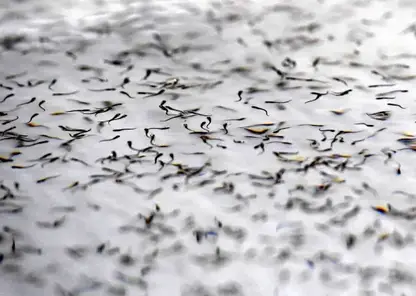 «Норникель» усиливает экологические инициативы: зарыбление Енисея продолжается