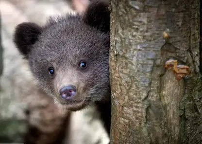 В Красноярском крае разрешили отстрелить медведей старше одного года