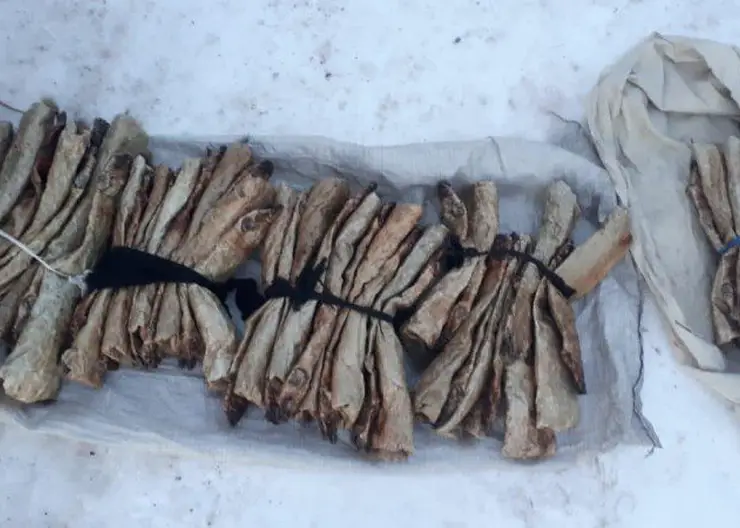 Житель Курагинского района заплатит более 2 млн рублей за браконьерство