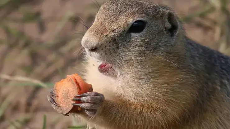 Суслики на острове Татышев покусали десятки взрослых и маленьких красноярцев за полгода