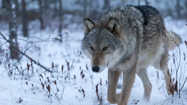 Охотникам Томской области будут платить по 30 тысяч рублей за отстрел волков