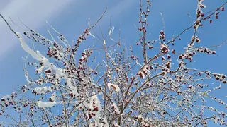 Потепление и снег. Прогноз погоды на выходные в Красноярске