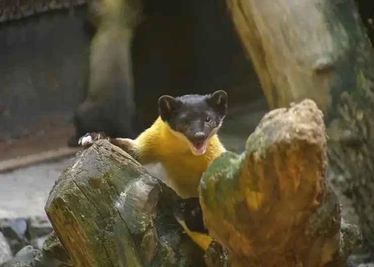 В Новосибирском зоопарке родились четверо детёнышей уссурийской харзы