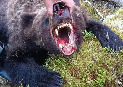 Красноярский туроператор получил условный срок за гибель 16-летнего подростка от лап медведя
