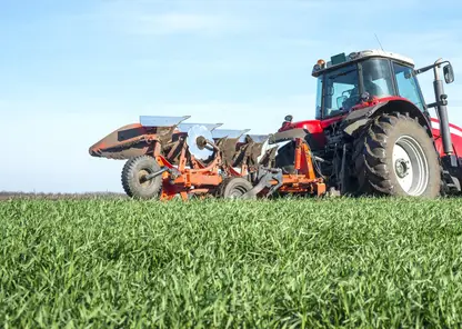 Рапсовый листоед и хлебные блошки атаковали Сибирь