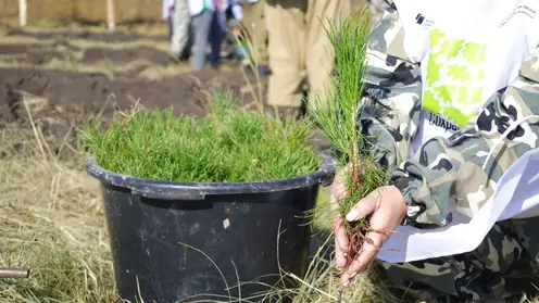 Осенью в Красноярском крае высадят почти 200 тысяч деревьев и кустарников