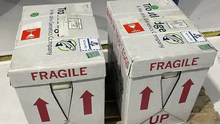 В Красноярск прибыла партия племенной икры радужной форели для воспроизводства биоресурсов