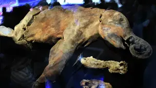 «40 000 лет и зим»: в Томске откроется выставка мамонтенка Любы «40 000 лет и зим»: в Томске откроется выставка мамонтенка Любы
