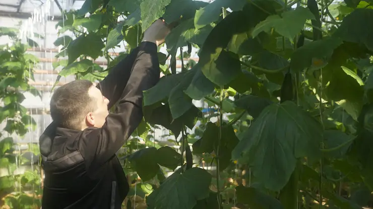 500 килограммов огурцов собрали в колонии в Красноярском крае