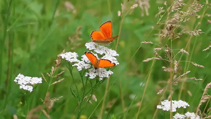 Лесной пожарный заснял «огненных» бабочек в Красноярском крае