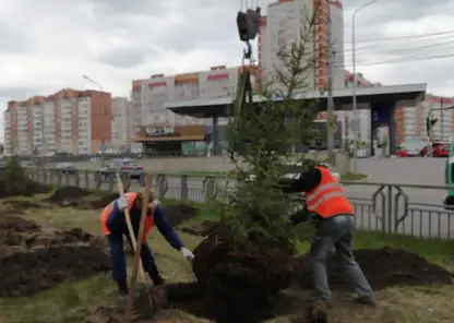 В Иркутске посадили деревья вдоль отремонтированных дорог