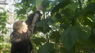 500 килограммов огурцов собрали в колонии в Красноярском крае