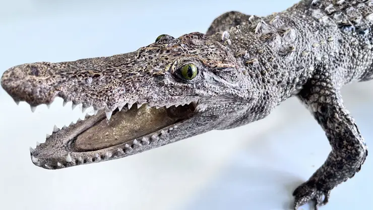 Туристка из Въетнама пыталась провезти в Красноярск метровое чучело крокодила