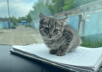 Красноярские полицейские спасли котят