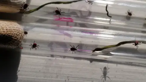 Клещи в России могут проснуться раньше обычного