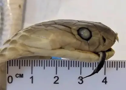 Алтайские таможенники нашли у пассажирки бутылку «змеиного вина» с настоящей коброй