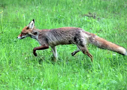 Карантин по бешенству ввели в двух районах Омской области