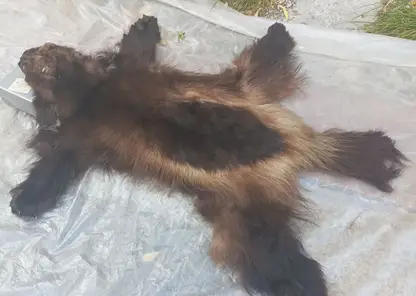 В Красноярске продают шкуру росомахи без документов