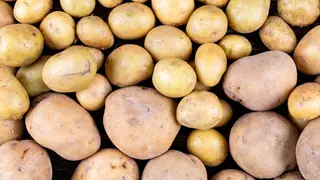 Красноярцам рассказали, как защитить картофель от болезней