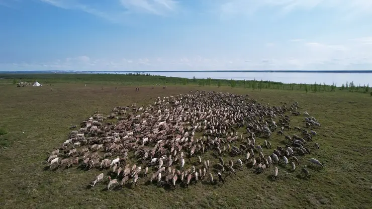 Стадо домашних северных оленей появится на Таймыре при поддержке краевого гранта