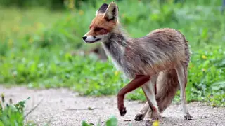 Новый очаг бешенства выявили в Кузбассе