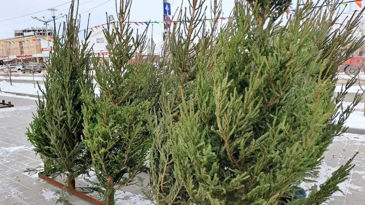 В Красноярске заработал первый ёлочный базар. Сколько просят за новогоднюю красавицу?