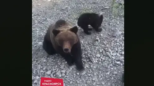 В Северо-Енисейском районе к трассе вышли медведица и медвежата