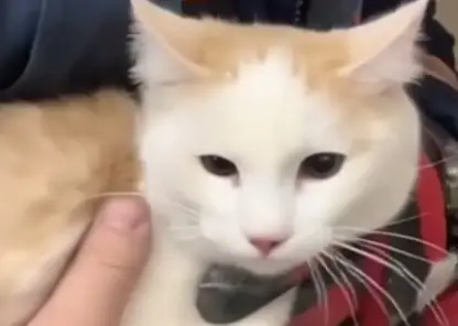 Операция  «Сеня»: новосибирские спасатели спасли кота, застрявшего под ванной