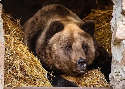 В Красноярске в «Роевом ручье» белые и бурые медведи начали готовиться к зиме