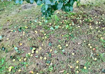 В Красноярске яблони на Татышеве пострадали от вандалов