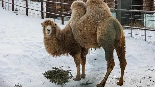 Красноярцам рассказали, как животные «Роева ручья» отметили Новый год с подаренными ёлками