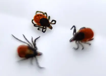 Первый случай присасывания клеща зафиксирован в Красноярском крае