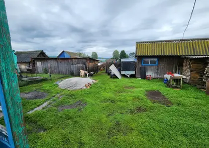 Двое подростков из села Березовское выкрали кур и коз с участков соседей, чтобы разводить их самостоятельно