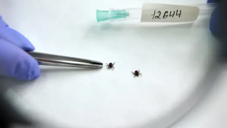 100 человек пострадали в Хакасии от укусов клещей за неделю