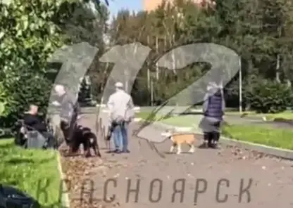 «Улетел с лавочки»: в Красноярске владелиц ротвейлеров побил отдыхающего, сделавшего замечание