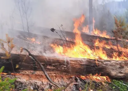 В Красноярском крае молния в щепки разнесла дерево, после чего начался лесной пожар