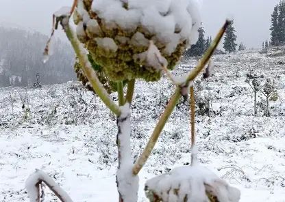 Внезапная зима в Ергаках: первый снег засыпал юг Красноярского края